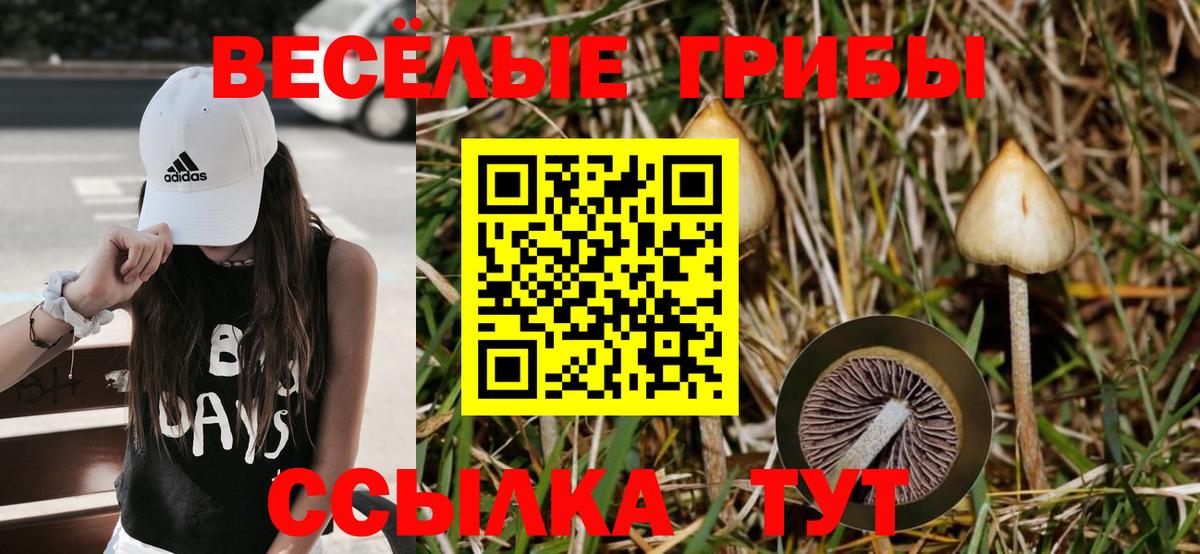 как найти   Вход с VPN  Рязань  Псилоцибиновые грибы прущие грибы 